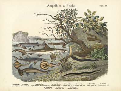 Amphibians and Fishes by German School